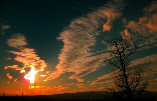 krajina, strom, príroda, tráva, vonkajšie, les