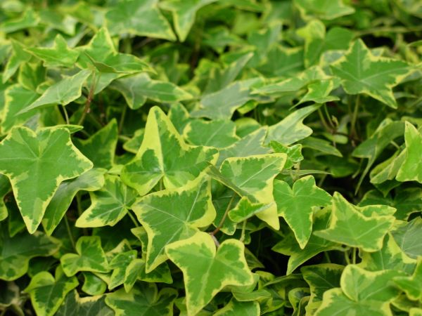 tree, nature, plant, leaf, flower, wall