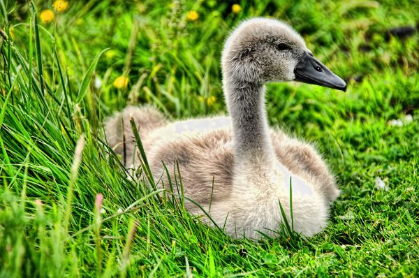 Příroda,tráva,pták,zvěř a rostlinstvo,zobák,fauna