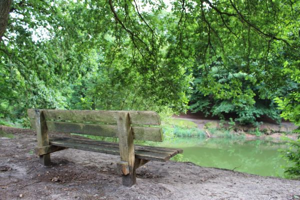 albero,acqua,natura,foresta,pianta,legna