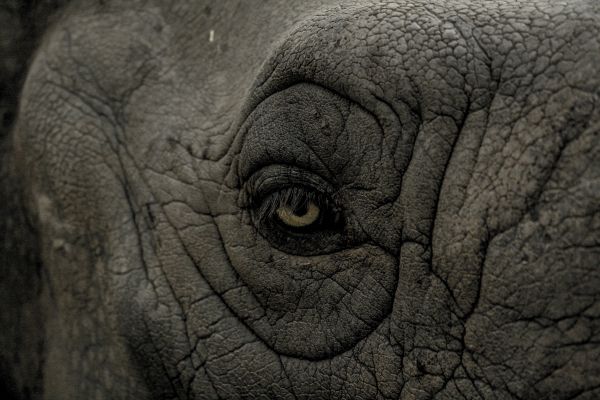 自然,動物,野生動物,野生,哺乳類,モノクロ