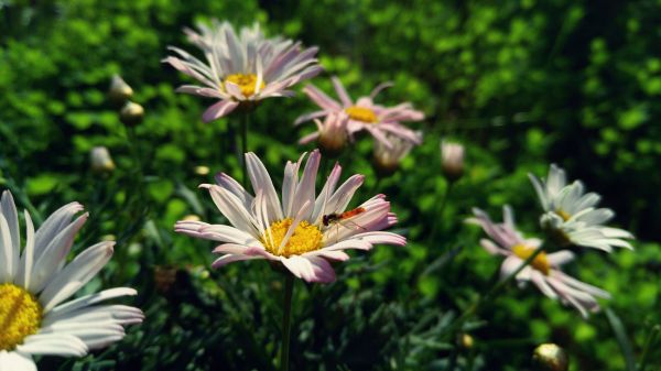 性质,开花,厂,花,草,草地