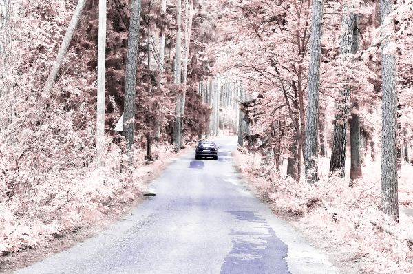 árbol,nieve,invierno,planta,coche,la carretera