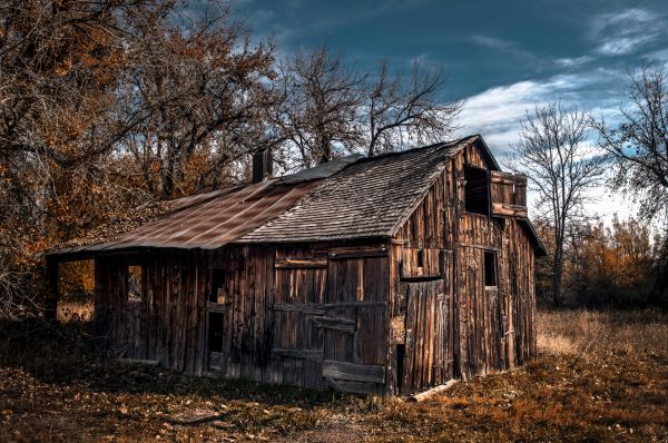 Baum,Wald,Winter,Holz,Bauernhof,Haus