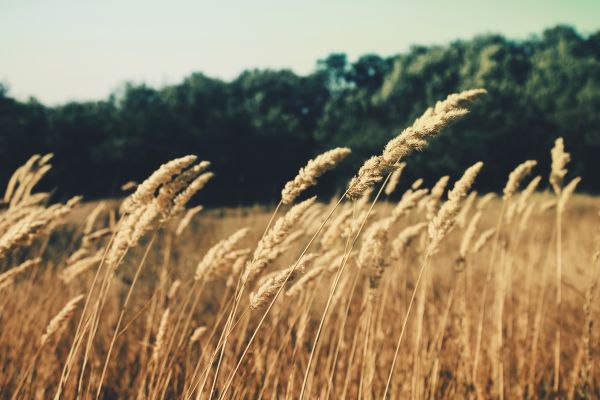 herbe,plante,champ,blé,grain,prairie