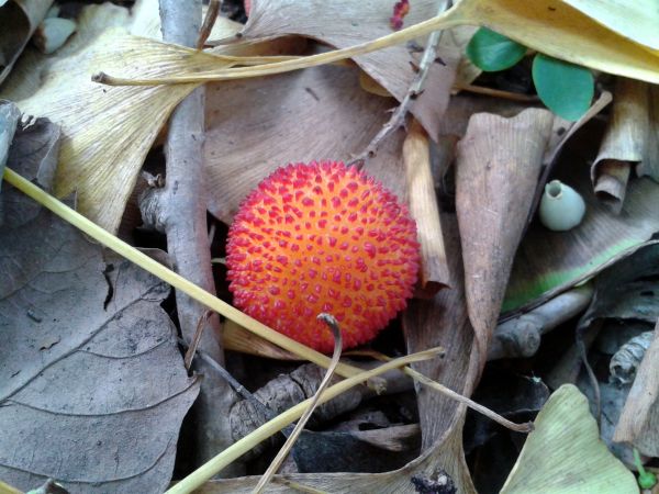 arbre,plante,fruit,fleur,aliments,feuille