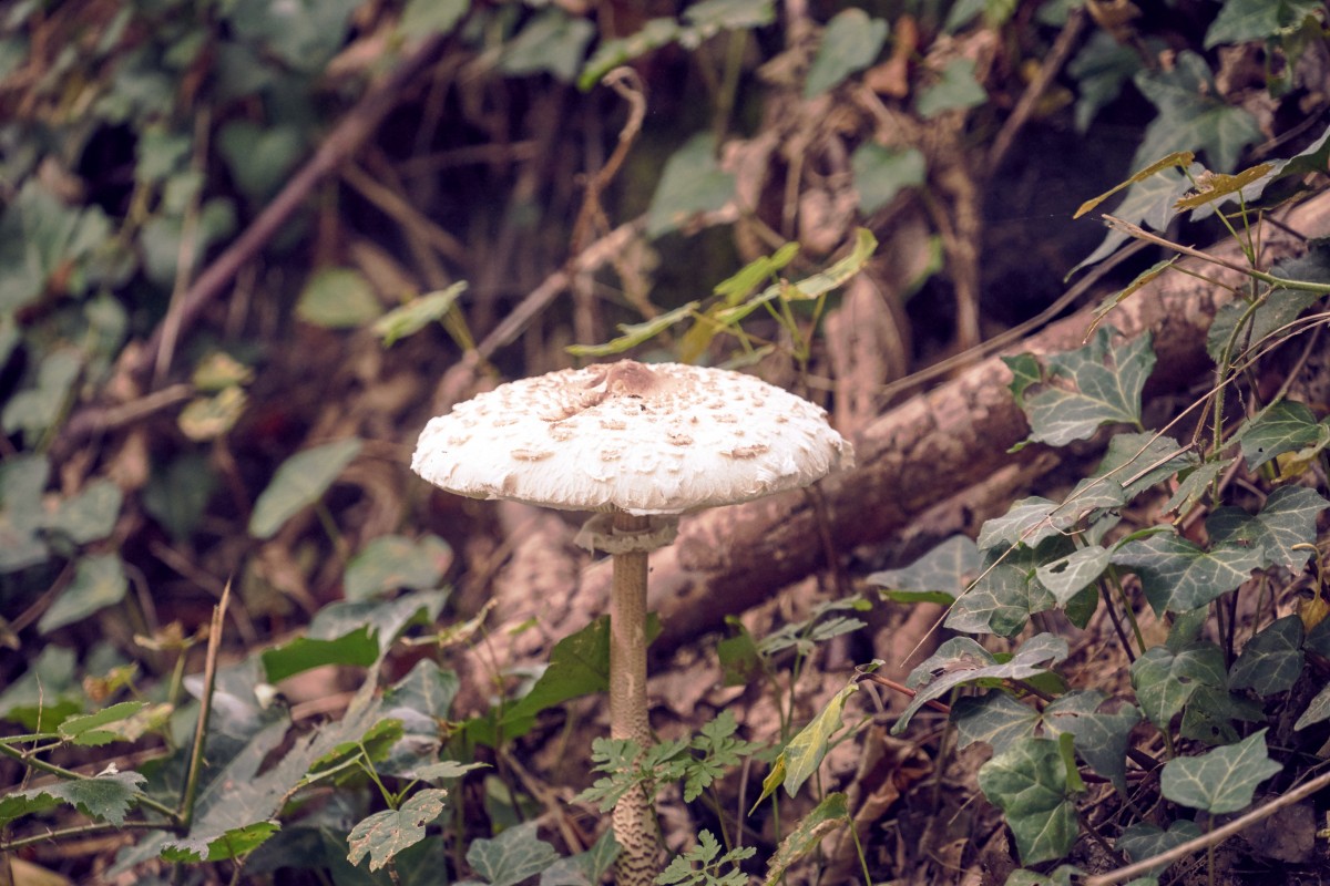 agaricaceae, mushroom, medicinal mushroom, fungus, edible mushroom, natural landscape, agaricus, agaricomycetes, matsutake, penny bun, biome, bolete, agaric, champignon mushroom, organism, botany, leaf, russula integra, pleurotus eryngii, polyporales, shiitake, terrestrial plant, grass, adaptation, oyster mushroom, plant, soil, forest, plant stem, landscape, wildlife, fawn, old growth forest, moss, autumn