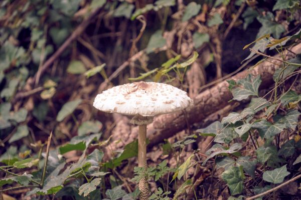 Agaricaceae, Pilz, Heilpilz, Pilz, Genießbarer Pilz, natürliche Landschaft