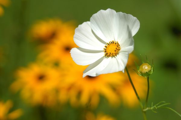 la nature,fleur,plante,champ,la photographie,Prairie