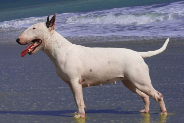 chien,animal de compagnie,mammifère,plage,animal,femelle