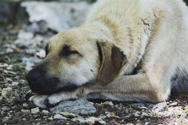 cachorro,cachorro,animal,animal,dormindo,mamífero