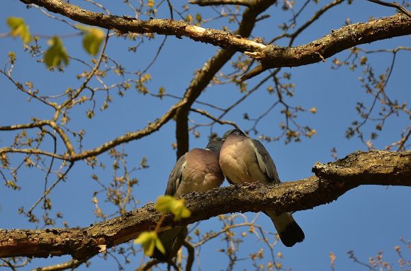 træ, natur, afdeling, fugl, himmel, blomst