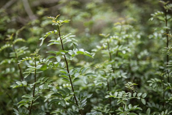 Baum, Wasser, Natur, Wald, Ast, Wachstum