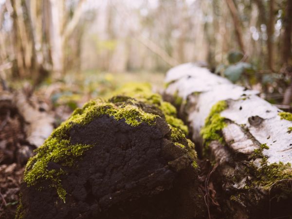 Baum, Natur, Wald, Gras, Rock, Wildnis