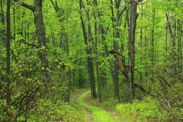 arbre,la nature,forêt,région sauvage,branche,chemin