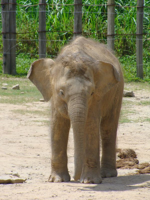 animais selvagens,jardim zoológico,mamífero,fauna,elefante,Mamíferos