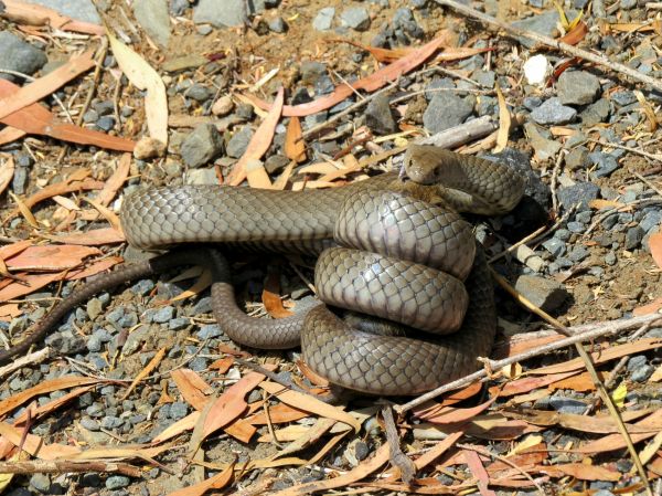 自然, 野生動物, 爬虫類, 動物相, ヘビ, オーストラリア