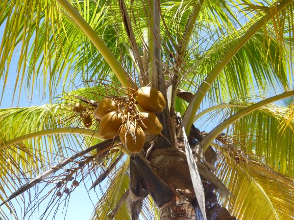 arbre, branche, plante, fruit, Soleil, lumière du soleil