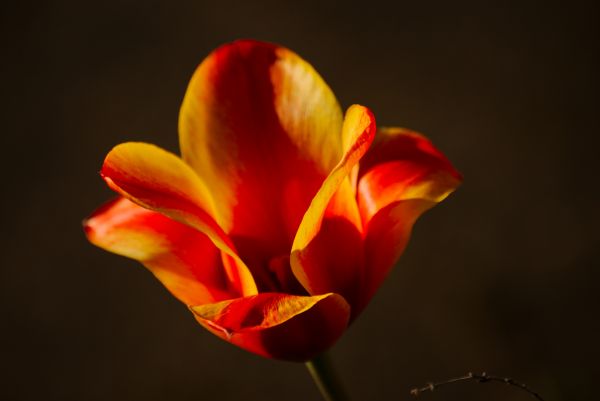 naturaleza,flor,planta,fotografía,paisaje,sol