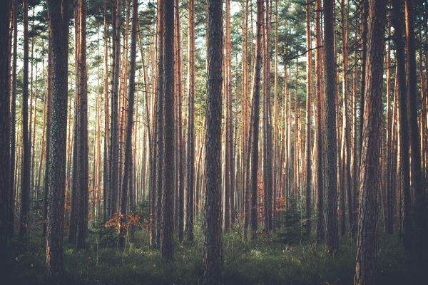 Baum,Natur,Wald,Sumpf,Ast,Pflanze