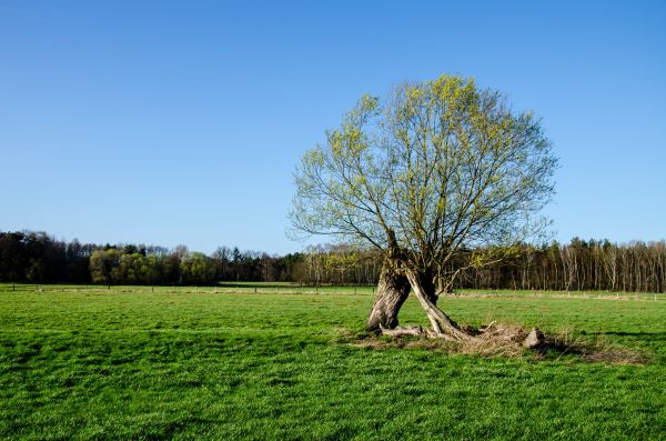 paysage, arbre, la nature, herbe, fleur, nuage