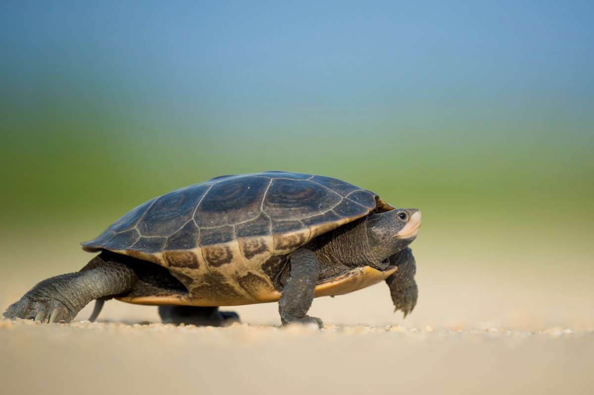 mers, animale sălbatice, broasca testoasa, broască țestoasă, târâtoare, faună, coajă, a închide, Terrapin, testoasa, animale vertebrate, cutie de broască țestoasă, ceartă, broască țestoasă să se rupă comună, emydidae