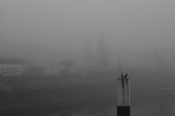 noir et blanc,oiseau,brouillard,brouillard,Matin,vent