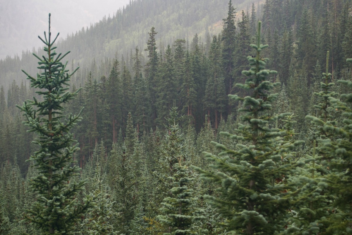 Baum, Wald, Wildnis, Ast, Pflanze, Kiefer, immergrün, Tanne, Grat, Nadelbaum, Fichte, Vegetation, Regenwald, Wald, Lebensraum, Lärche, Ökosystem, Biome, Kiefernfamilie, Alter waldwald, natürlichen Umgebung, Atmosphärisches Phänomen, Holzige Pflanze, Mäßiger Laub- und Mischwald, Mäßiger Nadelwald, Landanlage, Geologisches Phänomen