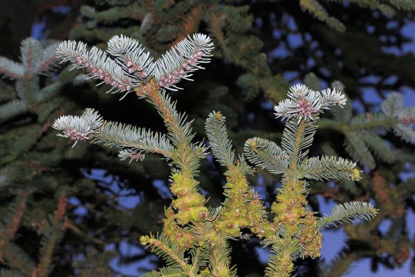 boom, natuur, tak, winter, fabriek, bloesem