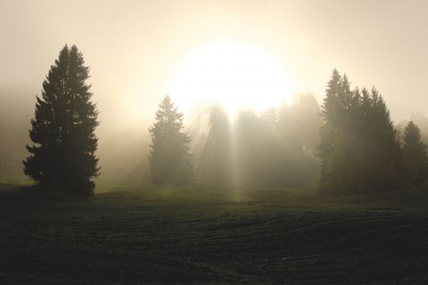 copac,natură,pădure,orizont,nor,ușoară