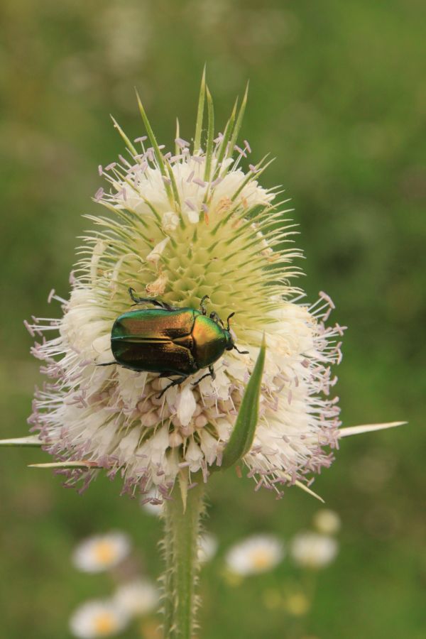 doğa, bitki, fotoğrafçılık, çayır, çayır, karahindiba