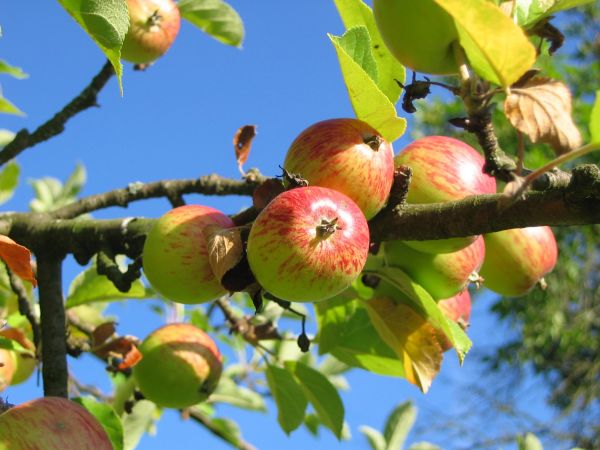 Mela,albero,ramo,fiorire,pianta,frutta