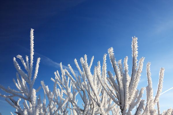 arbre,la nature,herbe,branche,neige,du froid