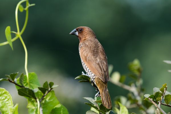 fugl,hvirveldyr,næb,finke,Emberizidae,dyreliv