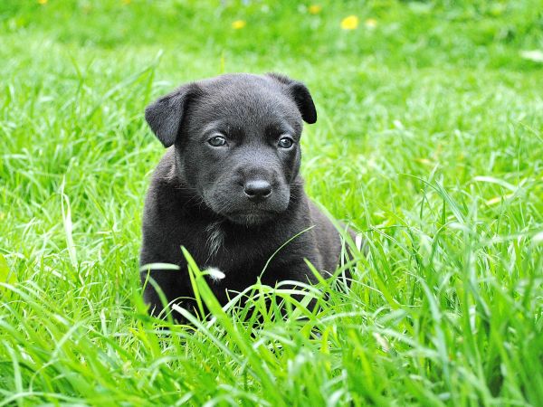 græs,hundehvalp,hund,pattedyr,hvirveldyr,græsplæne