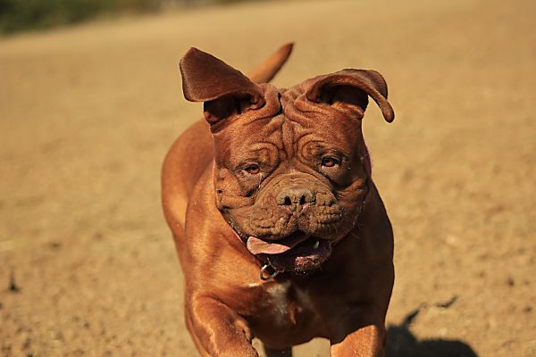 自然,子犬,犬,動物,開いた,自宅