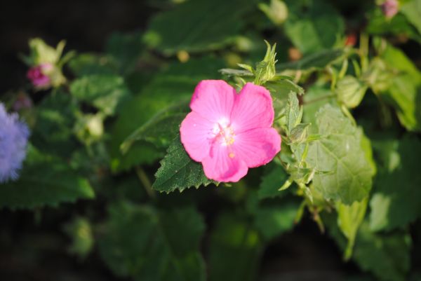 Natur, blühen, Pflanze, Blatt, Blume, Weiß