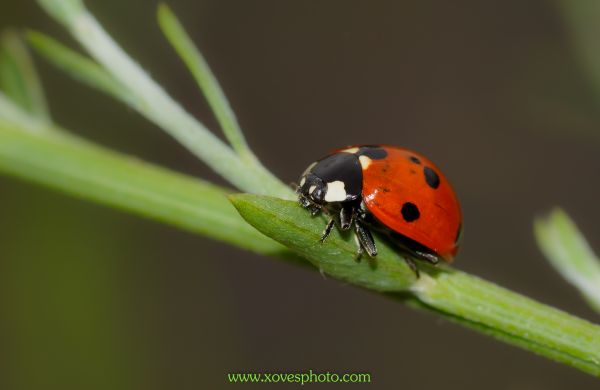 natuur,fotografie,bloem,macro,groen,insect