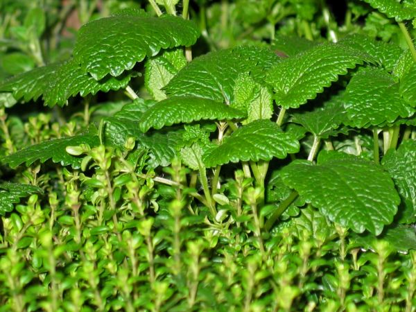 nature, plant, leaf, flower, aroma, green