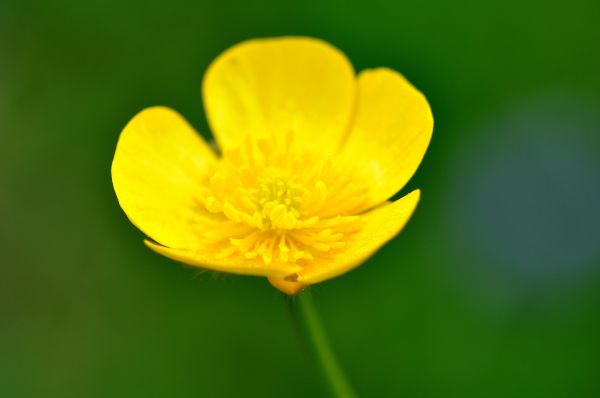 自然,花,工場,写真,花,花弁