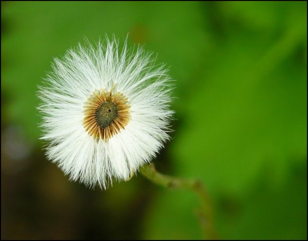 nature, grass, plant, white, photography, meadow