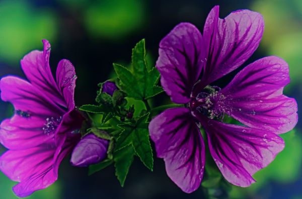 inflori, plantă, fotografie, floare, petală, Violet