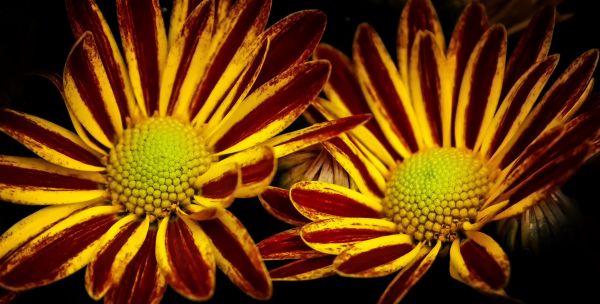 natuur, bloesem, fabriek, zonlicht, blad, bloem