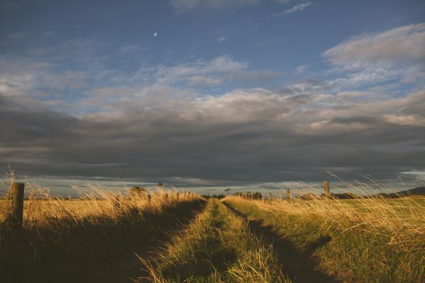 paisaje,naturaleza,mar,costa,árbol,camino