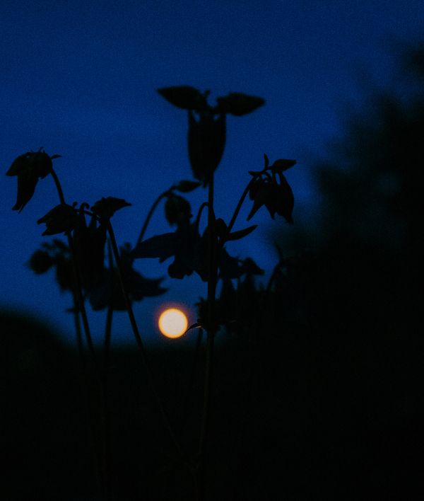 luonto,siluetti,valo,taivas,yö-,auringonlasku