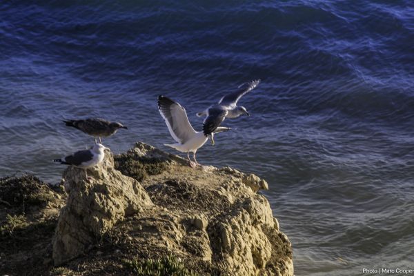 ビーチ,海,海岸,海洋,鳥,海岸