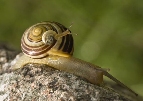 Bär,alt,Tierwelt,Jung,klein,zwei