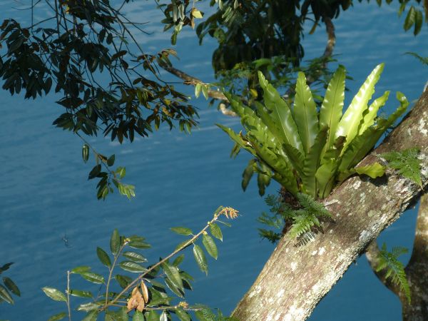 tree,water,nature,plant,branch,sunlight