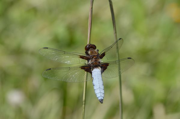 natură, aripă, a zbura, animale sălbatice, verde, insectă