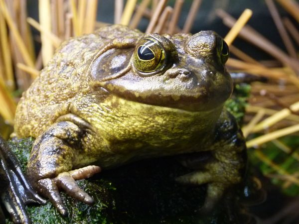 alam, hewan, margasatwa, hijau, rimba, katak